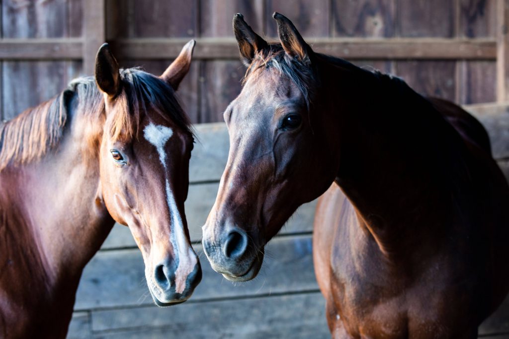 What Keeps You Safe Around Horses - HorseClass