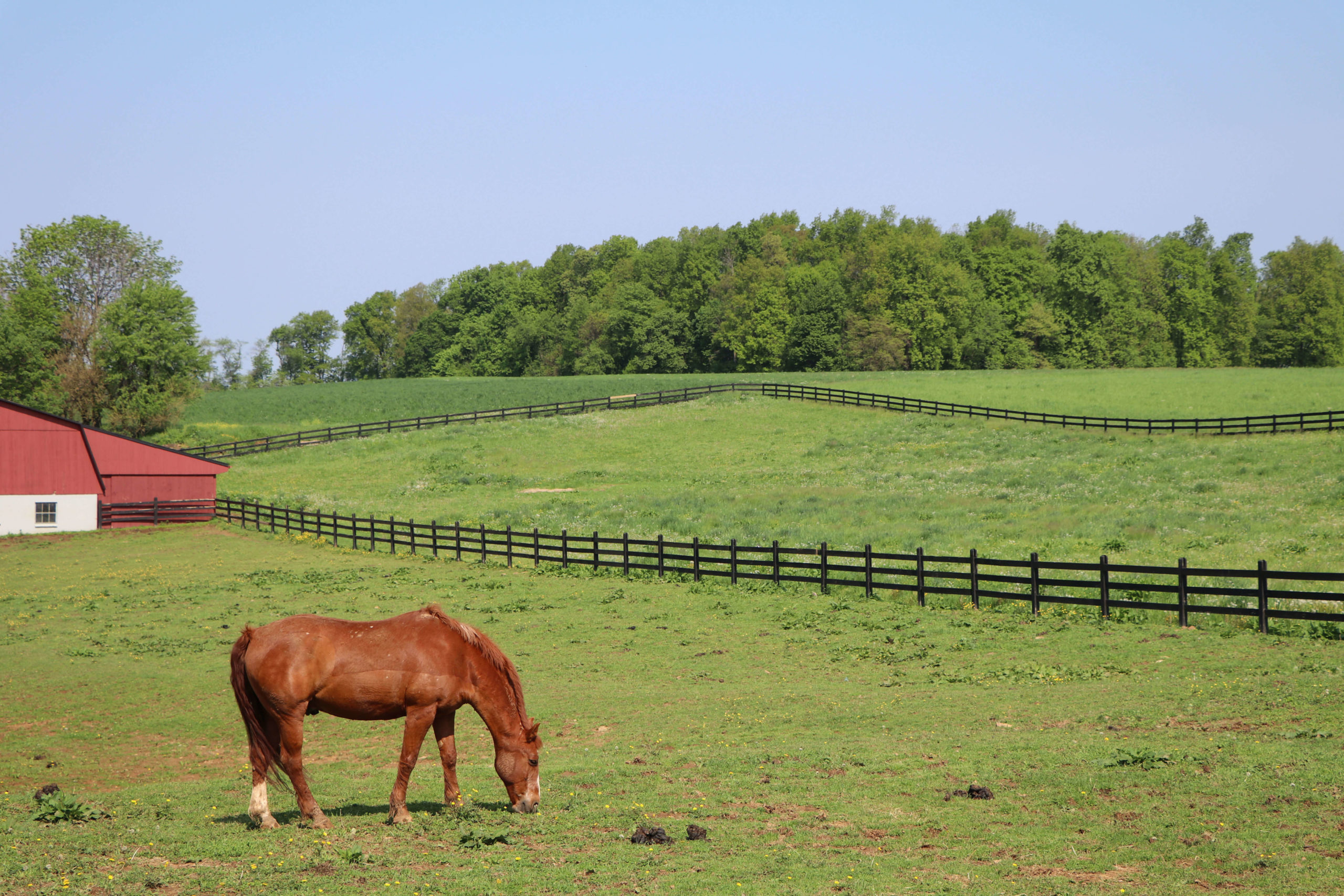 How to Groom a Horse: Complete Guide - The Pine Hill Ranch