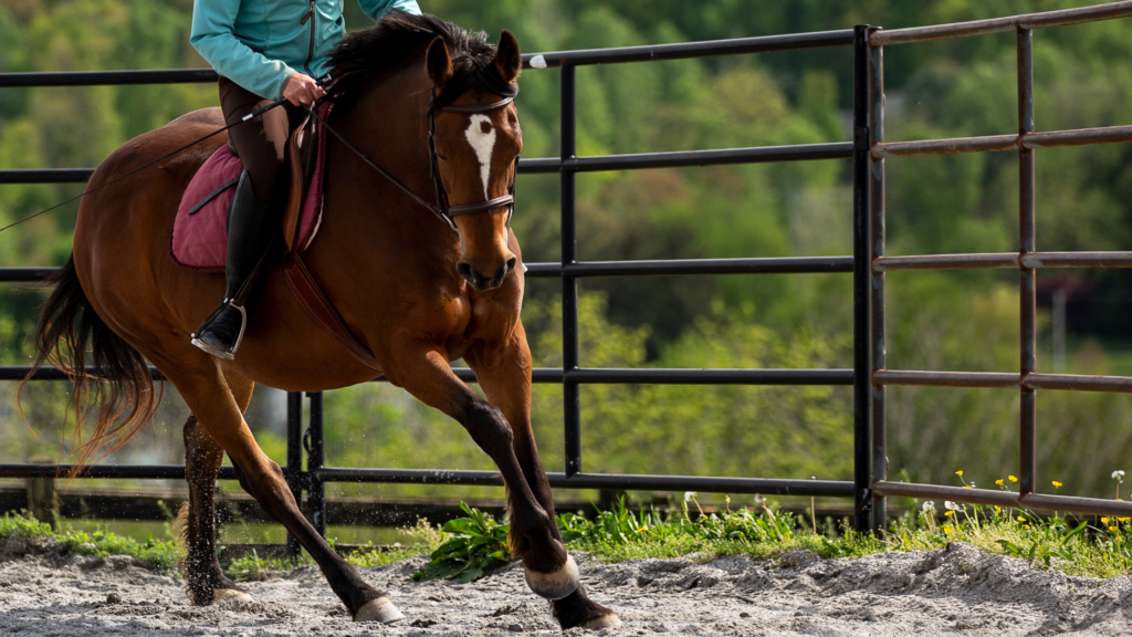 Mastering the Transition from Canter to Trot HorseClass
