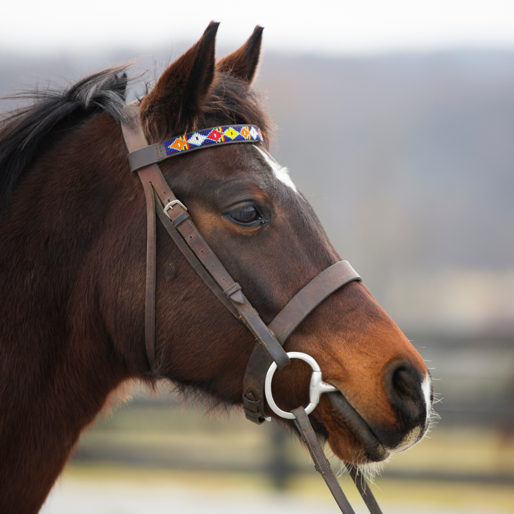 Meet The Horse Therapy Team — BYRDHOUSE MINISTRIES