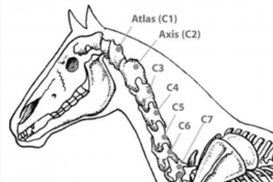 parts of the horse